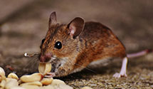 24 Hour & Emergency Exterminators in Wolfs X Rds, PA